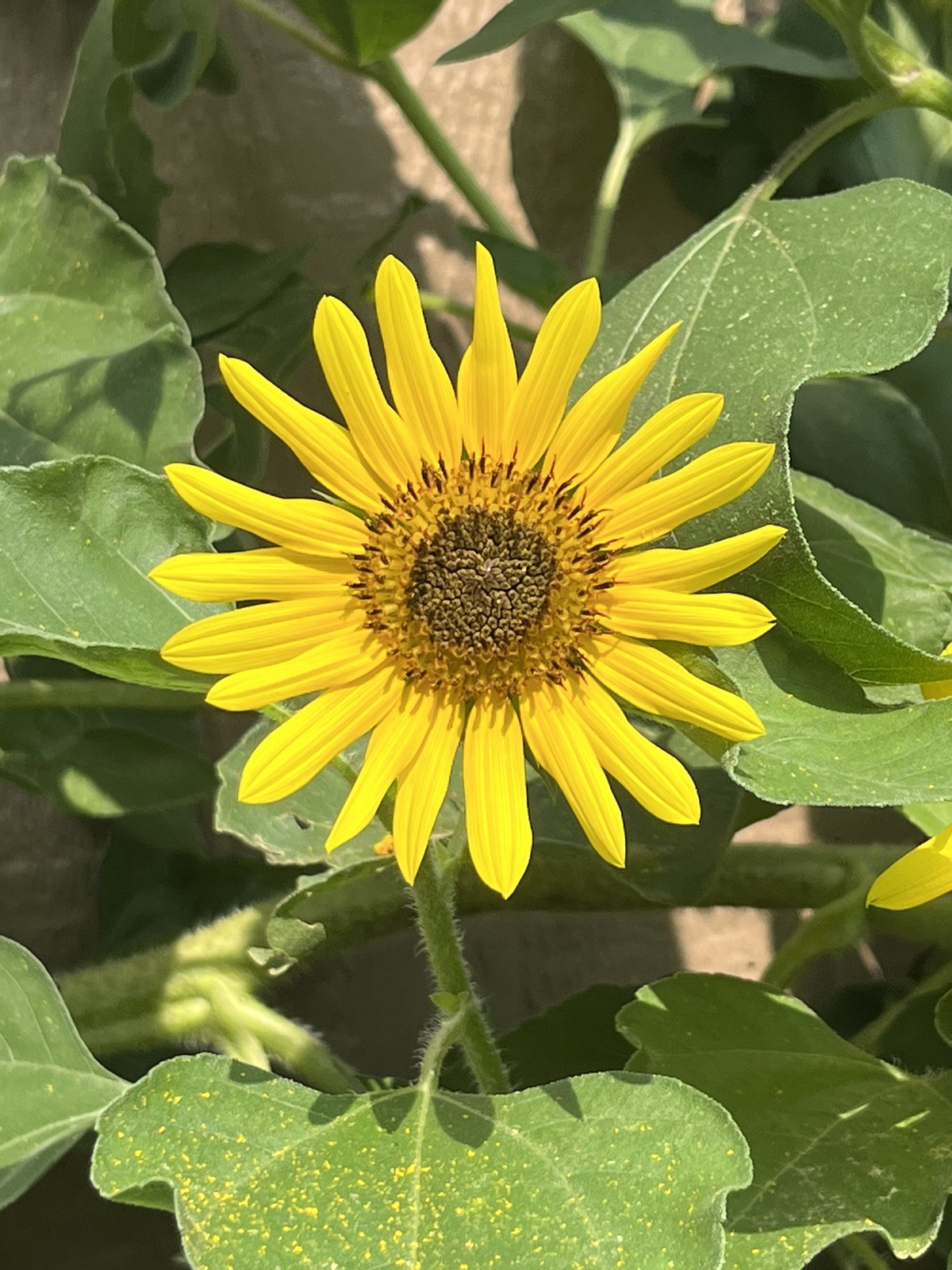 Sunflower Seeds 500 Wild Sunflower Seeds Helianthus Annuus