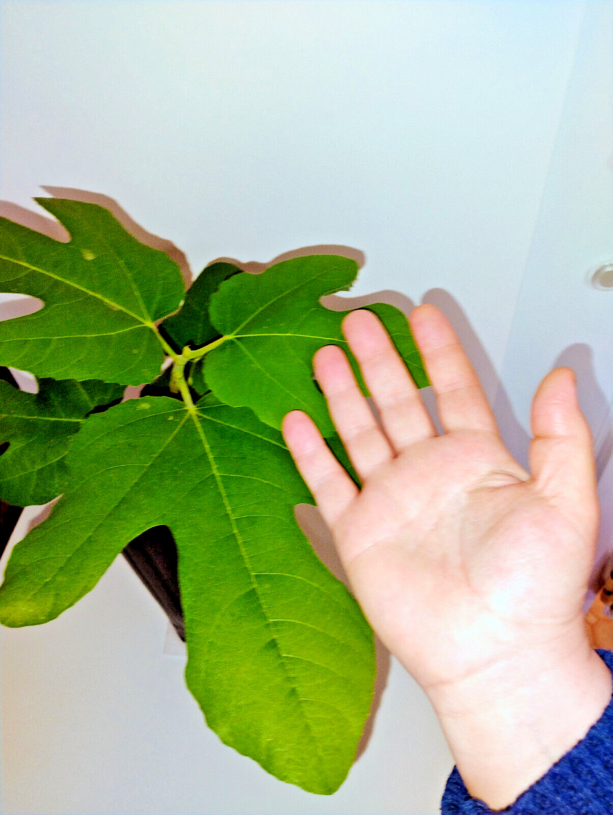 Italian 258 Fig Tree (Ficus Caric): 1 Healthy Cultivar 9″to 12″ H. & 5″-7″ W.