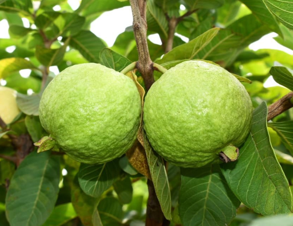 Pink Guava Tree – 2-3ft – 3Gallon – Tropical Fruit Tree for Sweet Pink Flesh