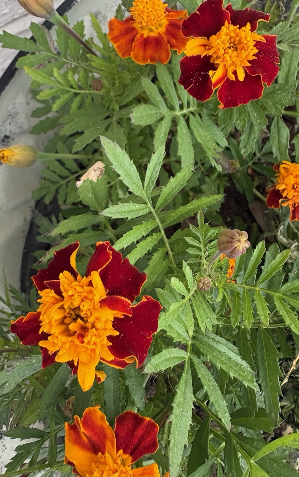 FRENCH MARIGOLD DWARF FLAMING ORANGE FLOWER SEEDS 50+ Garden Seeds FREE SHIP