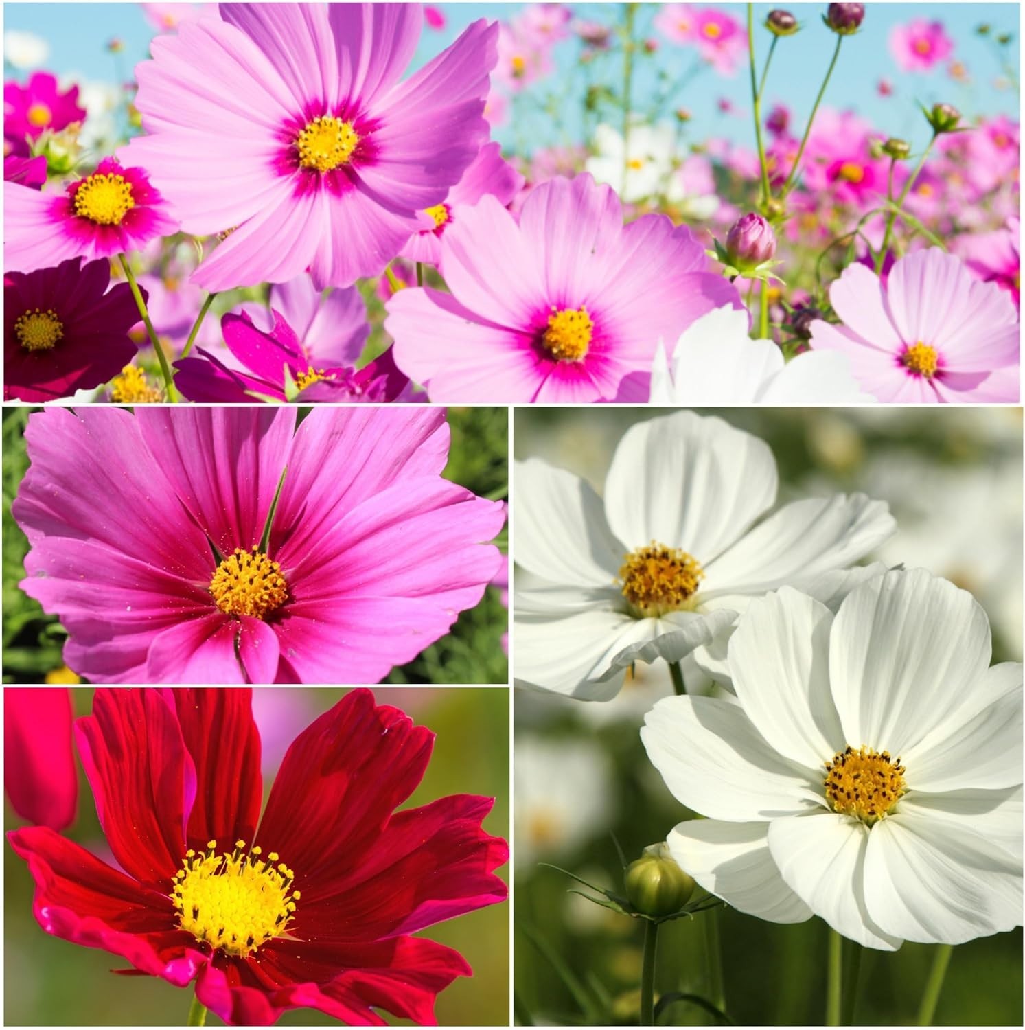 Sensation Blend Cosmos Seeds 5,000+ Heirloom Seeds