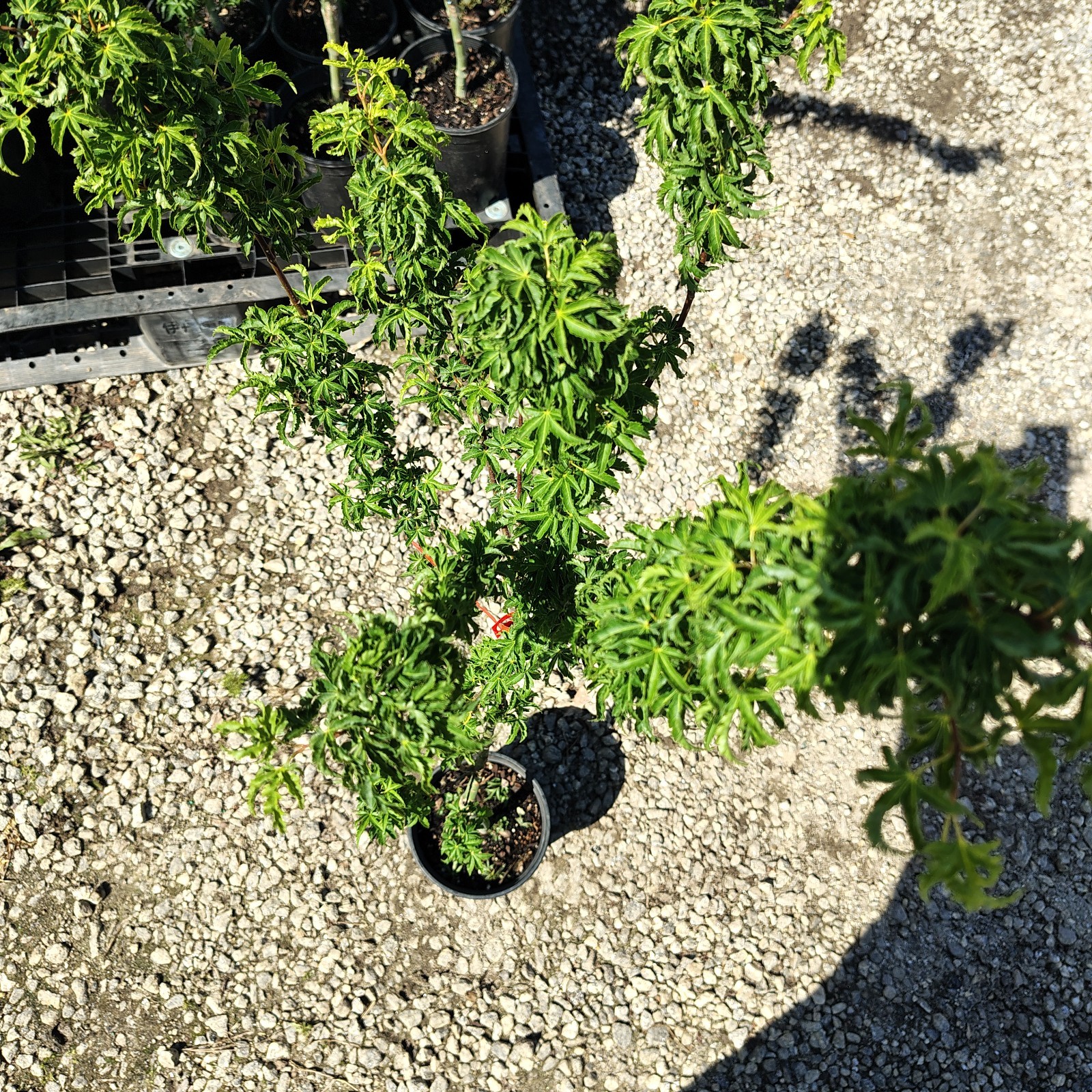 Shishigashira ( Lions Head ) Japanese Maple Tree – Live Plant – ( 2.5 QT )
