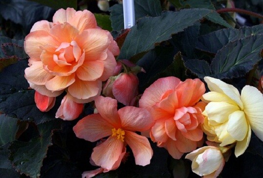 15 Begonia Seeds Illumination Peaches And Cream Pelleted Seeds flower seeds
