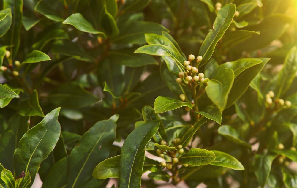 Sweet Bay Laurel Herb Tree Seeds – 4 Seeds to Plant – Laurus nobilis