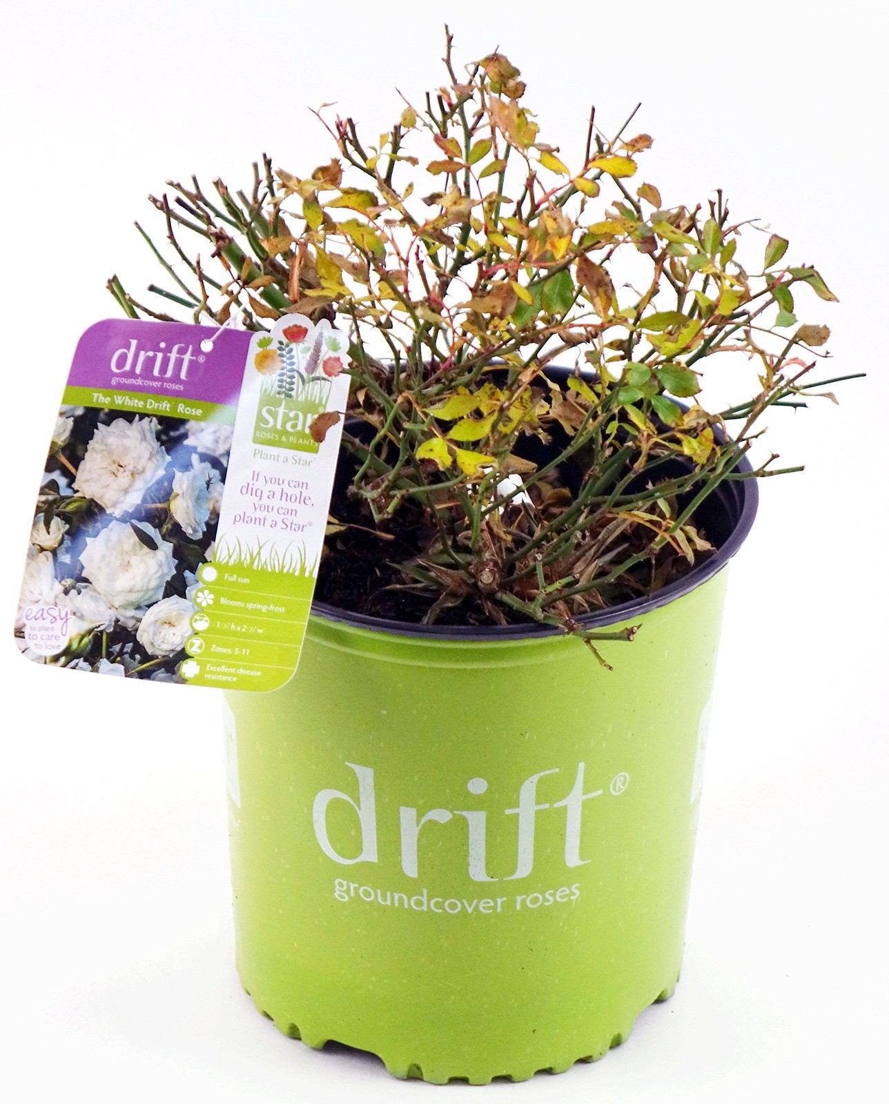 Green Promise Farms Drift Roses – Rosa White Drift Rose Rose Double White