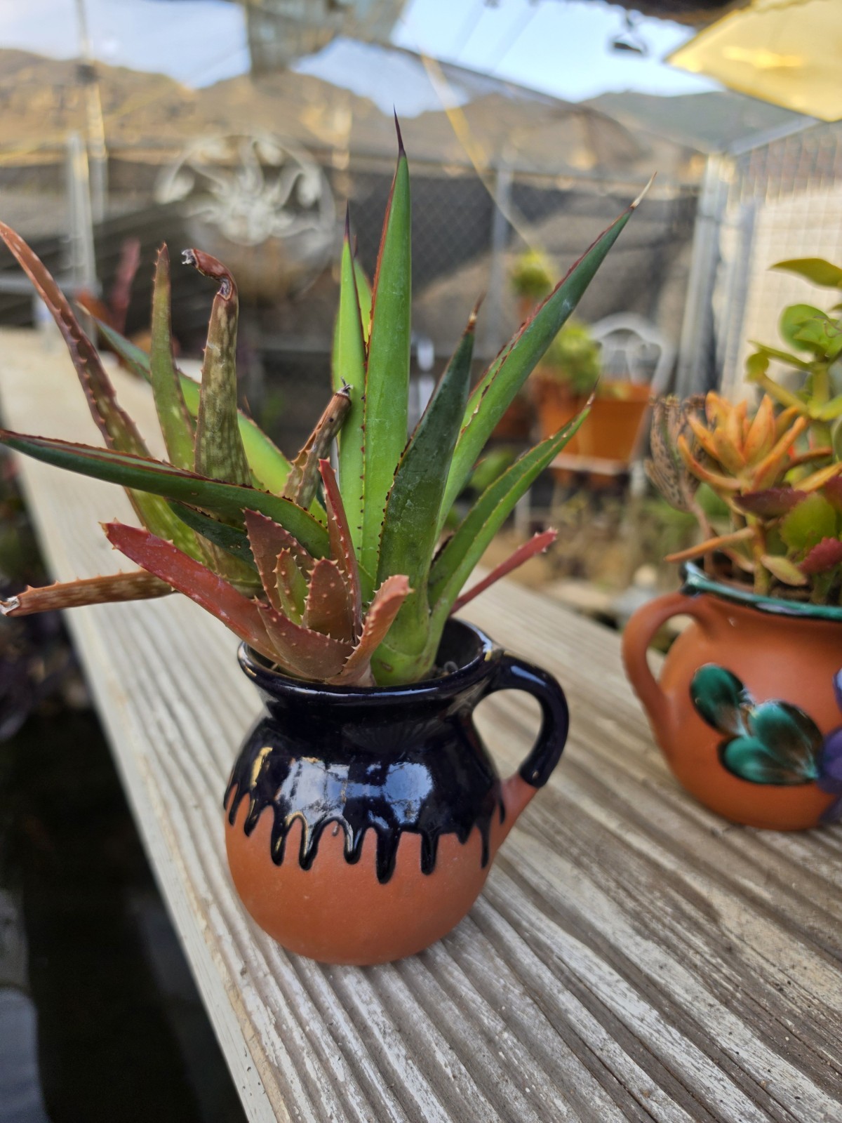 Set of 3 Live Succulent & Aloe Hand Painted Clay Pot Home Garden Decor RARE ART