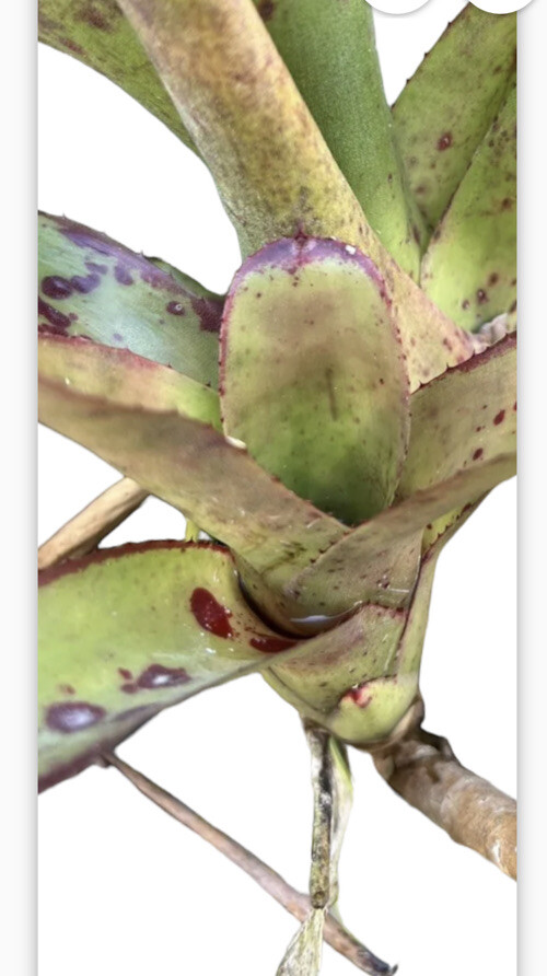 2 pk Exotic TROPICAL LANDSCAPE PLANT Pup Bromeliad colorful -unbranded