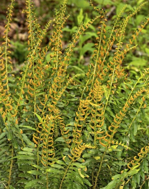 Huge Lush Christmas Fern! Live Ready To Plant!Year Round Green! SpringFiddlehds