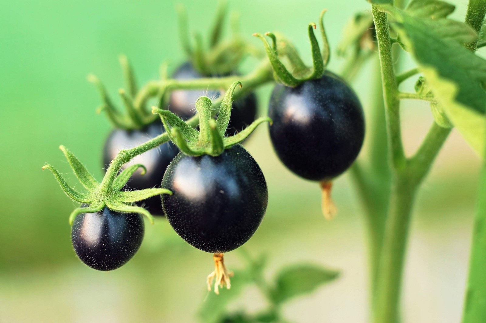 50 BLACK CHERRY TOMATO Black Skin Sweet Round Lycopersicon Fruit Vegetable Seeds