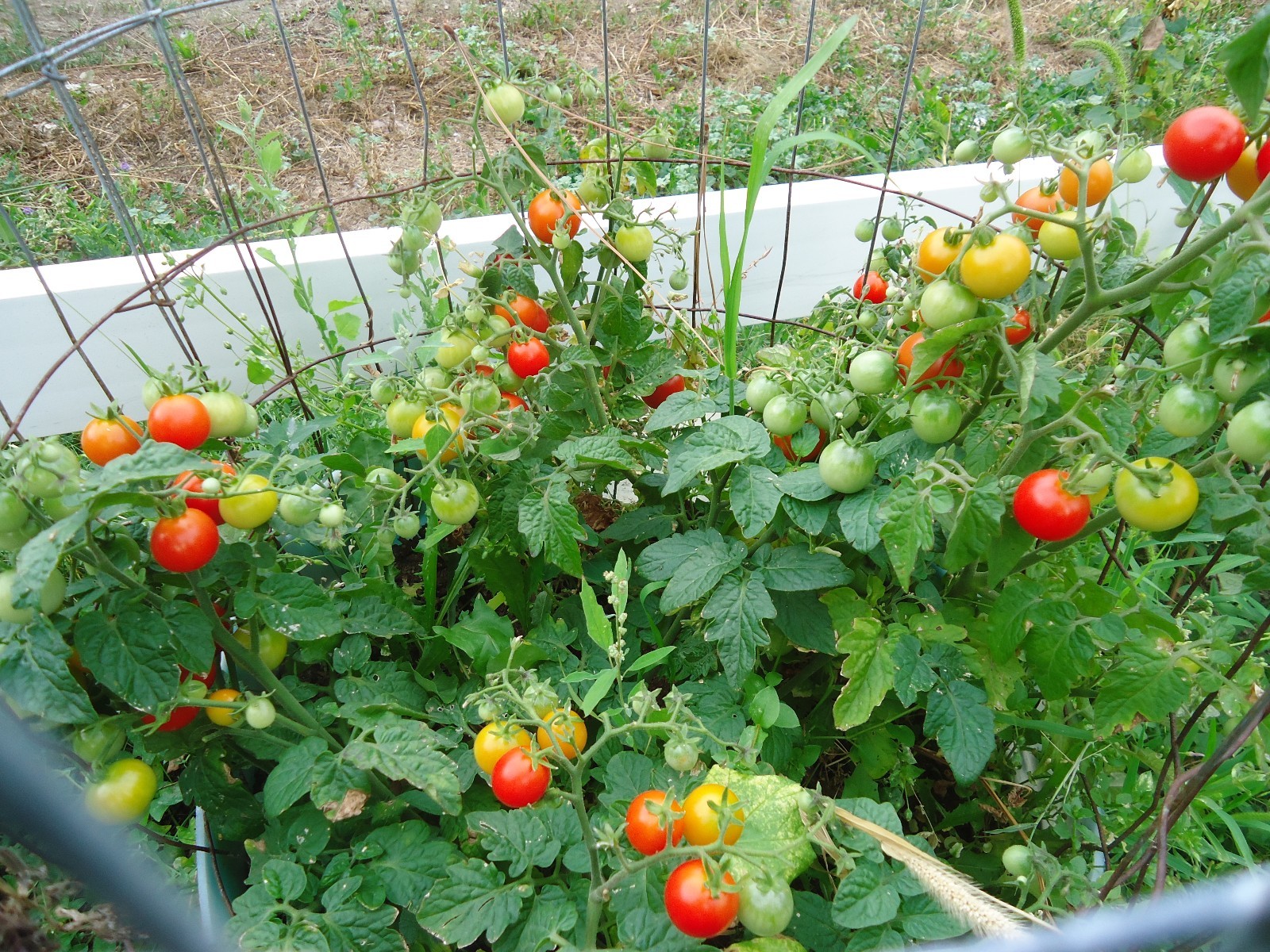 HEIRLOOM TOMATO SEEDS patriotic pack, NON GMO Red, White, and Blue!