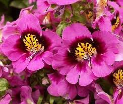 Mixed Butterfly Seeds ~ Angel Wings ~ Schianthus ~ Poor Man’s Orchid
