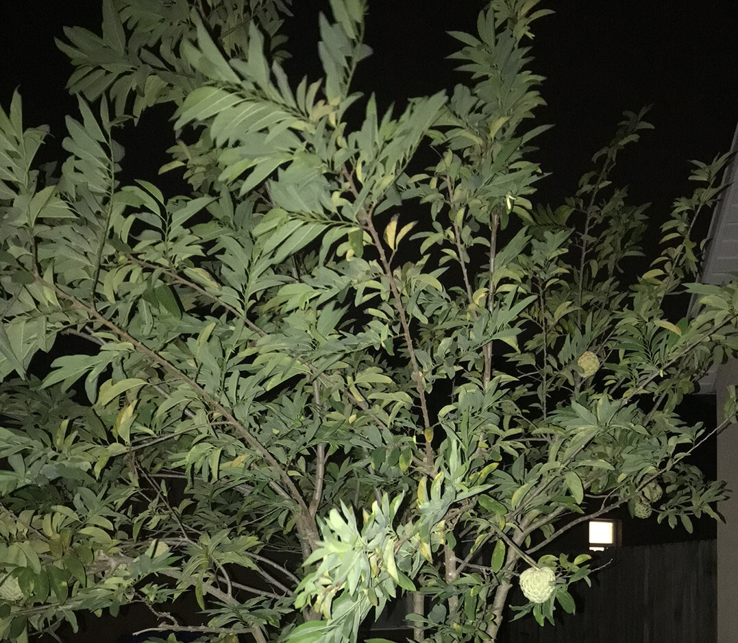 10-12” Sugar Apple Na Dai ( Mãng Cầu Dai) Live Plant Seeding