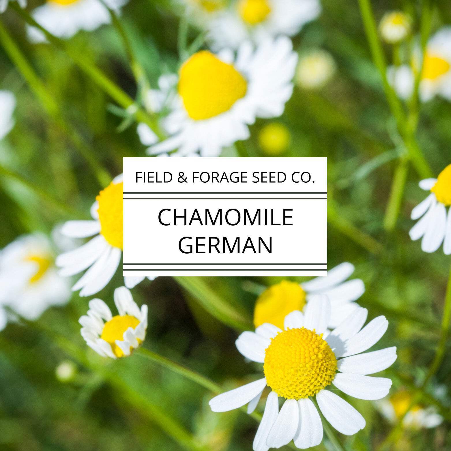 Chamomile ‘German’ | Matricaria chamomilla | Heirloom | Non-GMO | 200 Seeds
