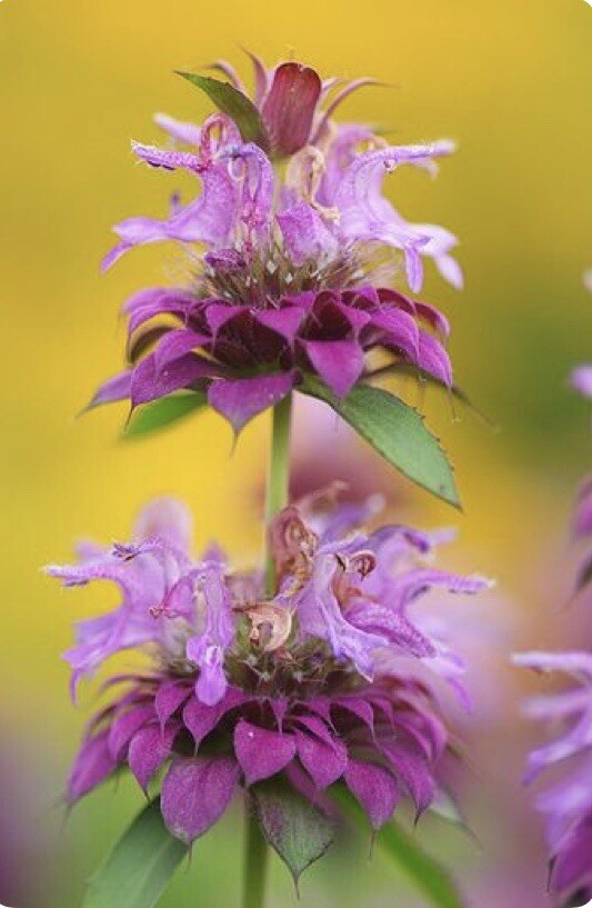 300 Wild Bergamot -Bee Balm -Monarda fistulosas -Medicinal Herb Seeds