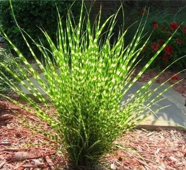 Live Large 3 yo+ Zebra Maiden Grass Plants Clump Well Rooted Plant