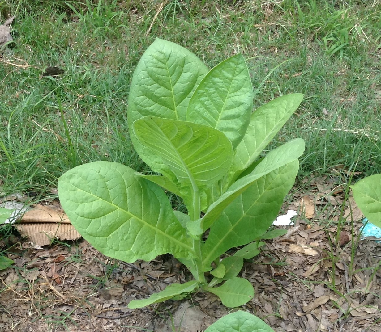 Corojo 99 Tobacco – Nicotiana seeds (1000+ per packet)