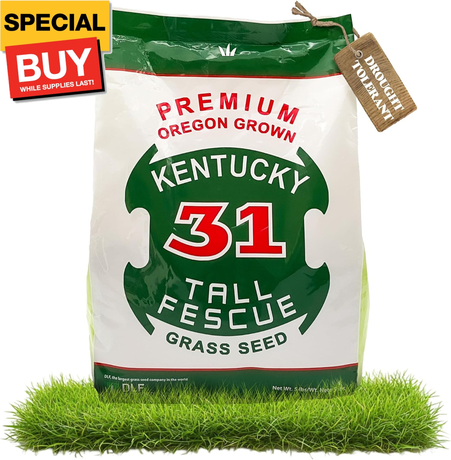 X-Seed Oregon Grown Kentucky 31 Tall Fescue Grass Seed for Sun and Shade Drought