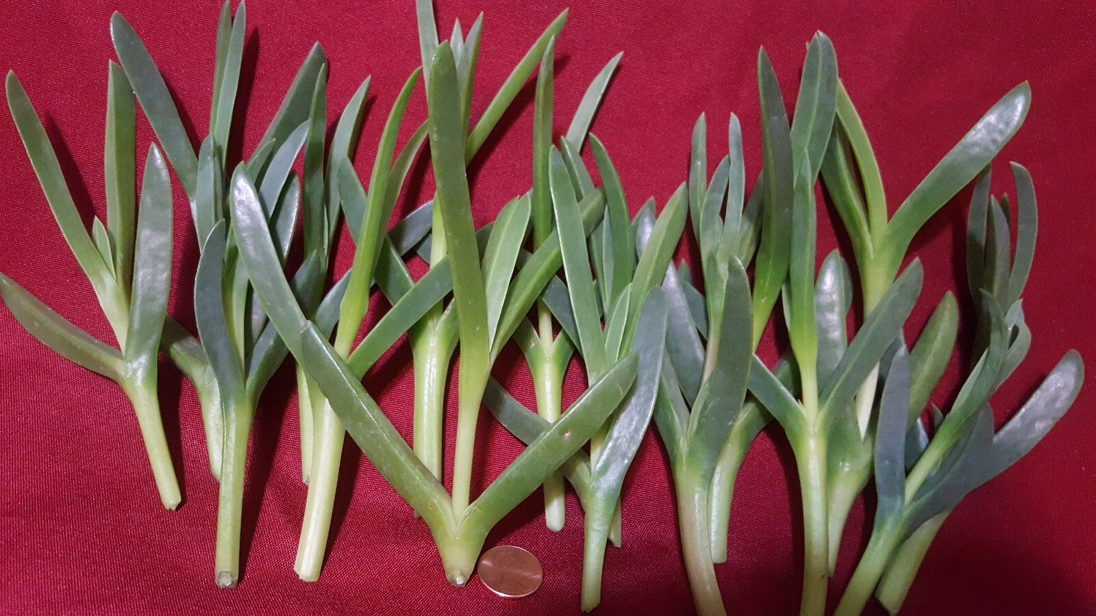 Ice plant Coastal Pig face Succulent 100 Live cuttings 3 to 5 inches long