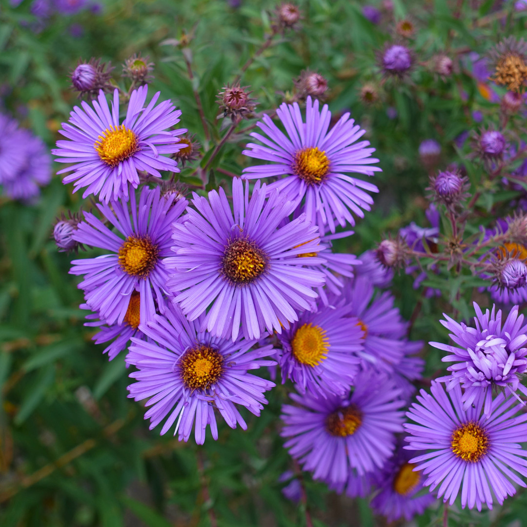 Fresh Premium New England Aster Seeds | Heirloom Non-GMO | Flower Seeds