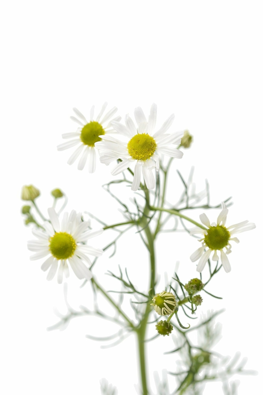 Organic German chamomile – Matricaria recutita