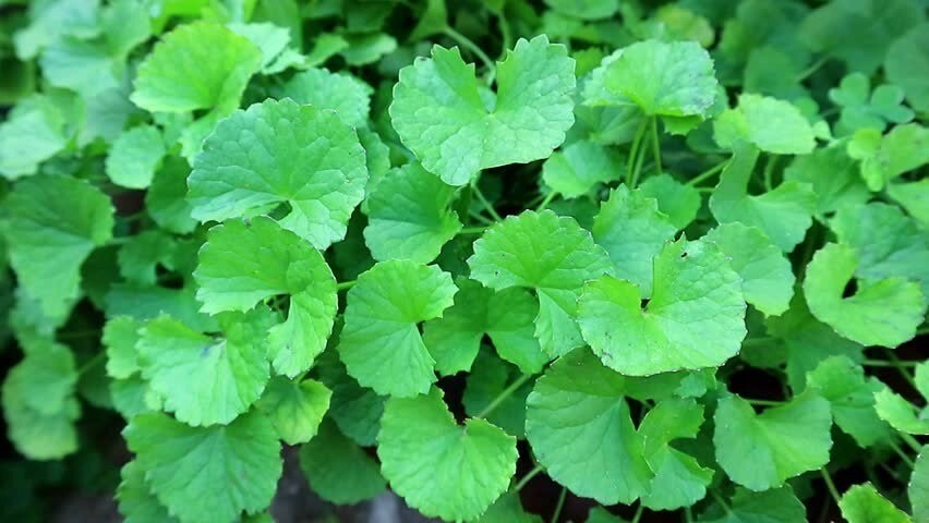 PENNYWORT , GOTU KOLA SEEDS (SMALL LEAF), HẠT RAU MÁ LÁ NHỎ |+200 PCS|