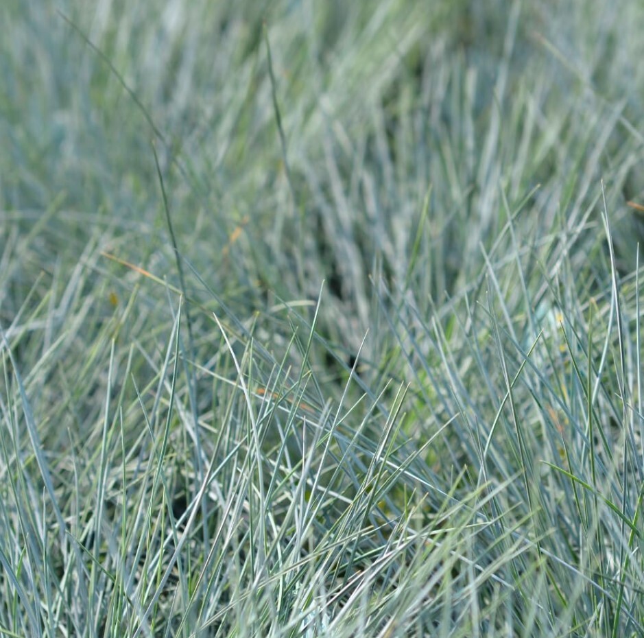 Set 2 Blue Fescue Grass Plants Live in a 4″ Pot- Groundcover Fescue Grass Plant