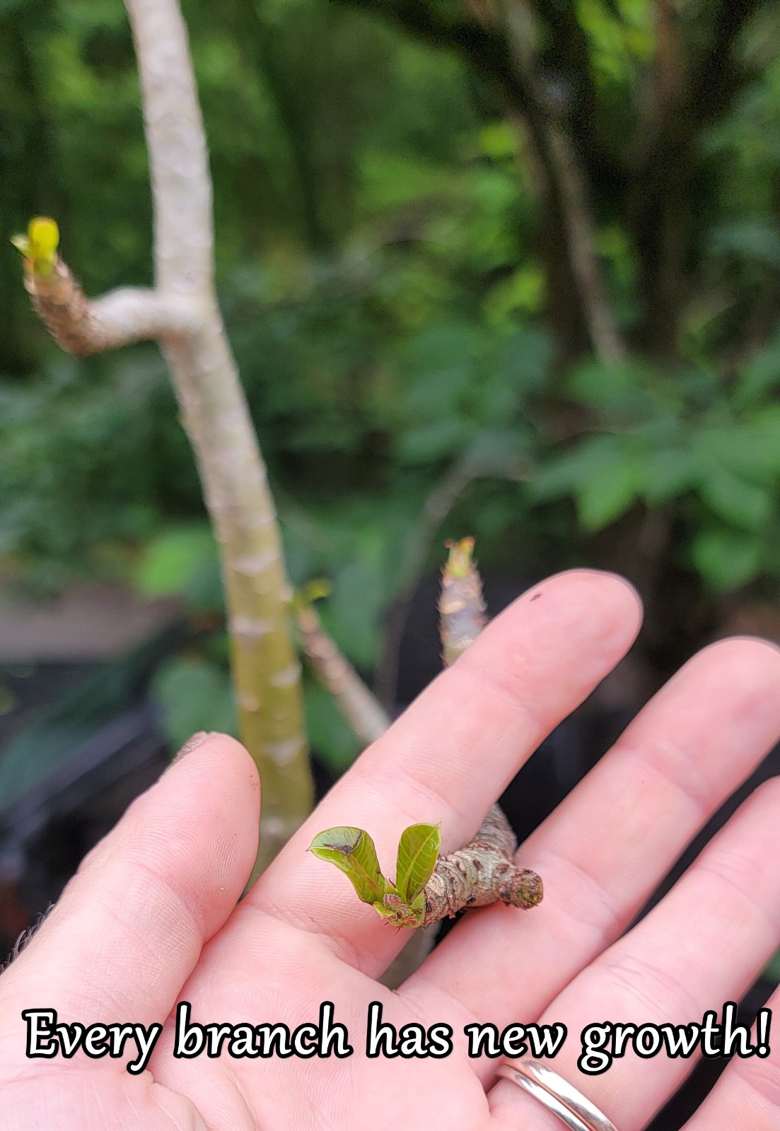 Adenium DOHFARENSE SUPERFAT Caudiciform 3 EXACTPlants 100%USAgrown RAREUncommon