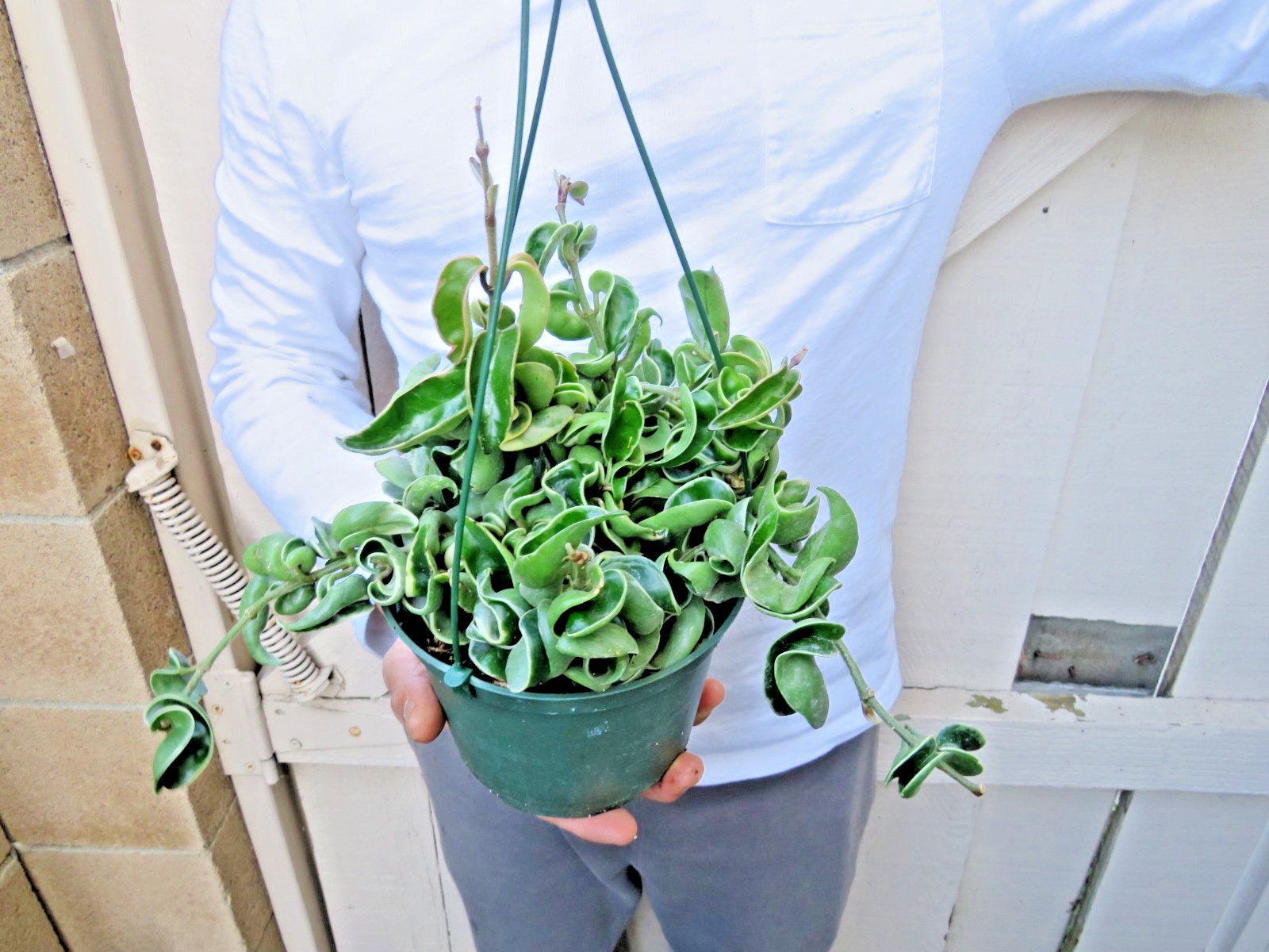 Variegated Hoya Hindu Rope Plant