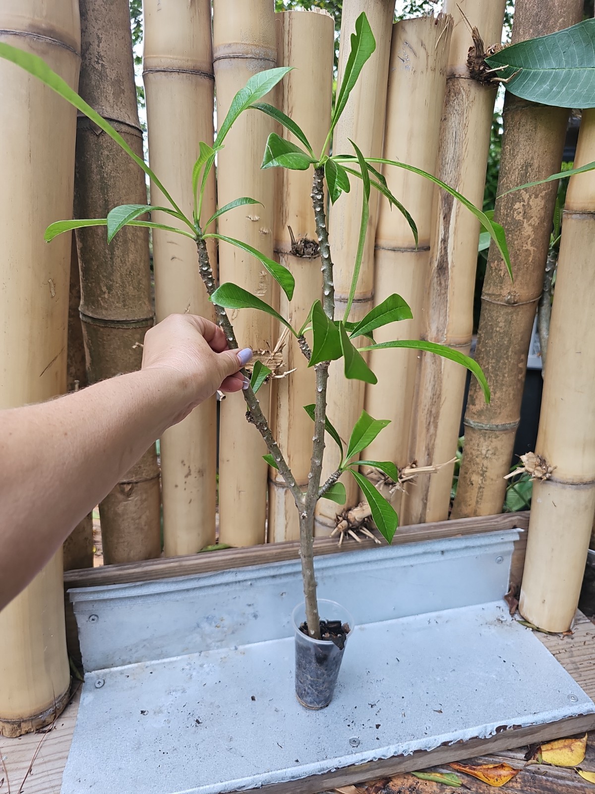 XL 25″ Rooted Bridal Bouquet Plumeria pudica Frangipani Live Plant white