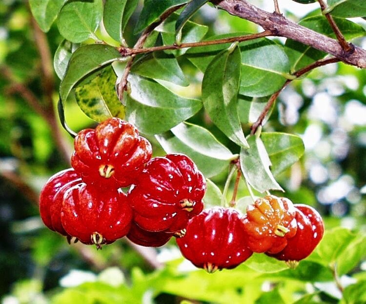 Surinam Cherry Trees Almost 3ft. Get Fruit Soon.