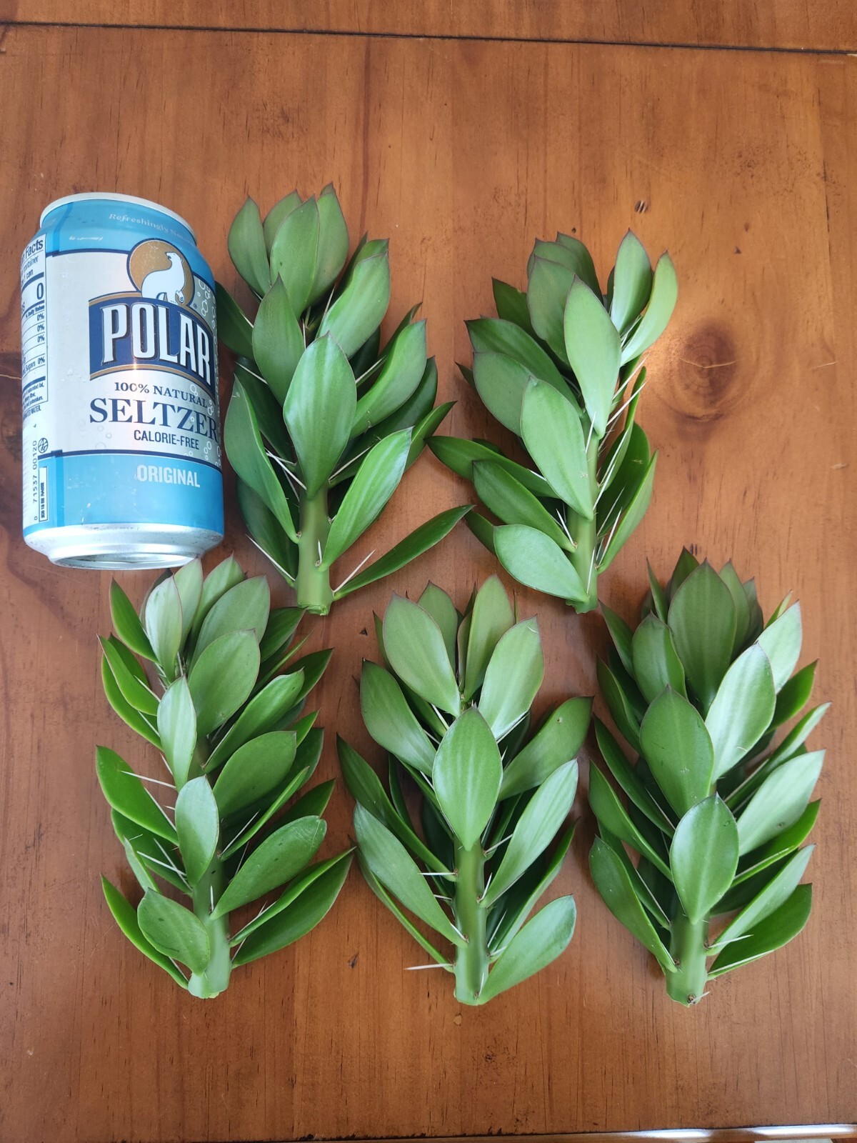 5x GIANT Pereskiopsis. 5″ Cuttings. Grows 15 ‘+ And Thicker than Soda Can. HUGE