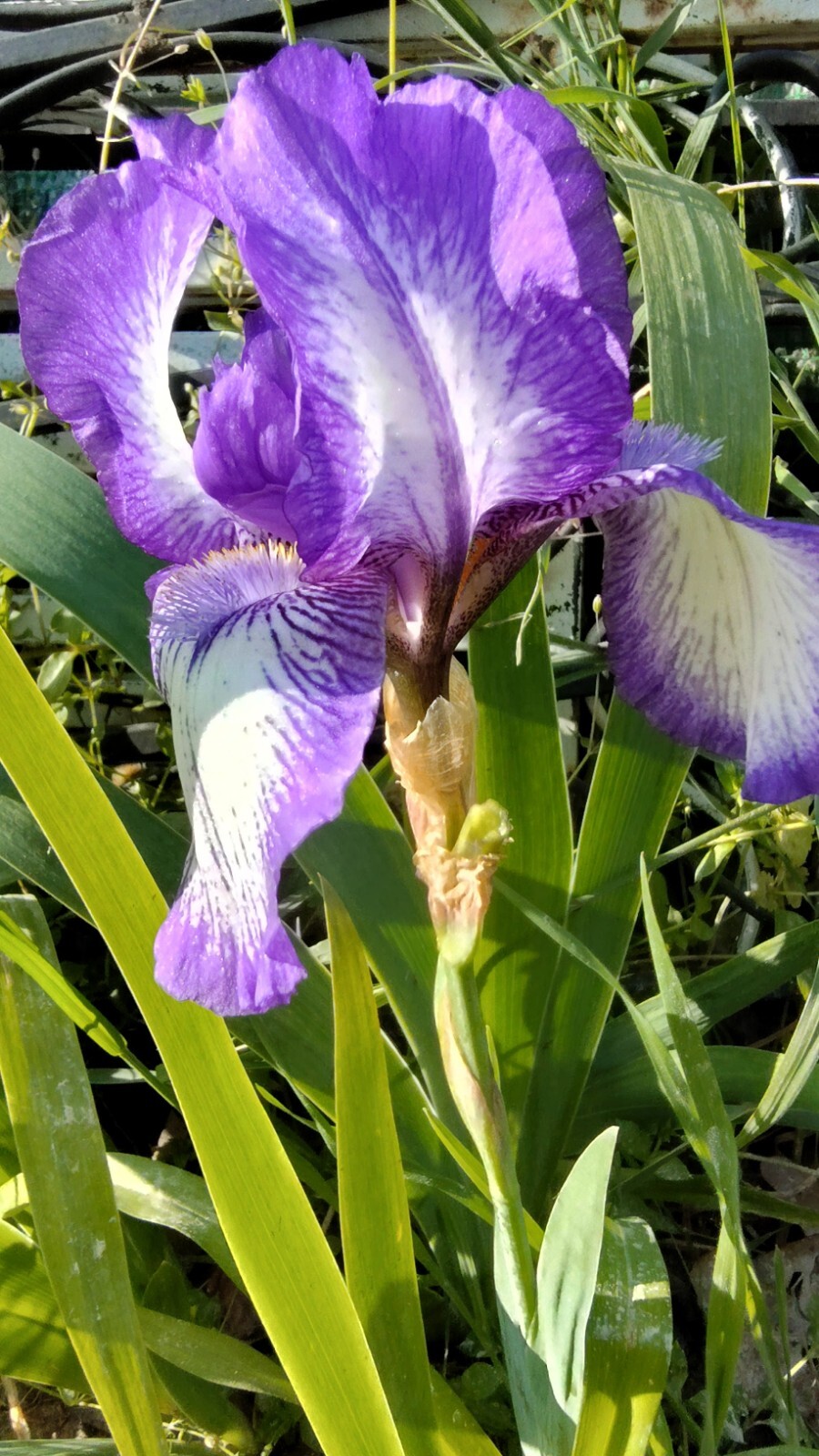 10x MIXED VARIETIES/COLORS IRIS BULBS RHIZOMES (Will BE TALL) Fresh