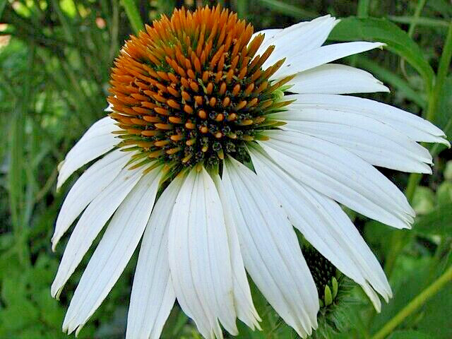 SNOW WHITE ECHINACEA 100 SEEDS, CONEFLOWER, LARGE DAISY-LIKE FLOWERS, USA SELLER
