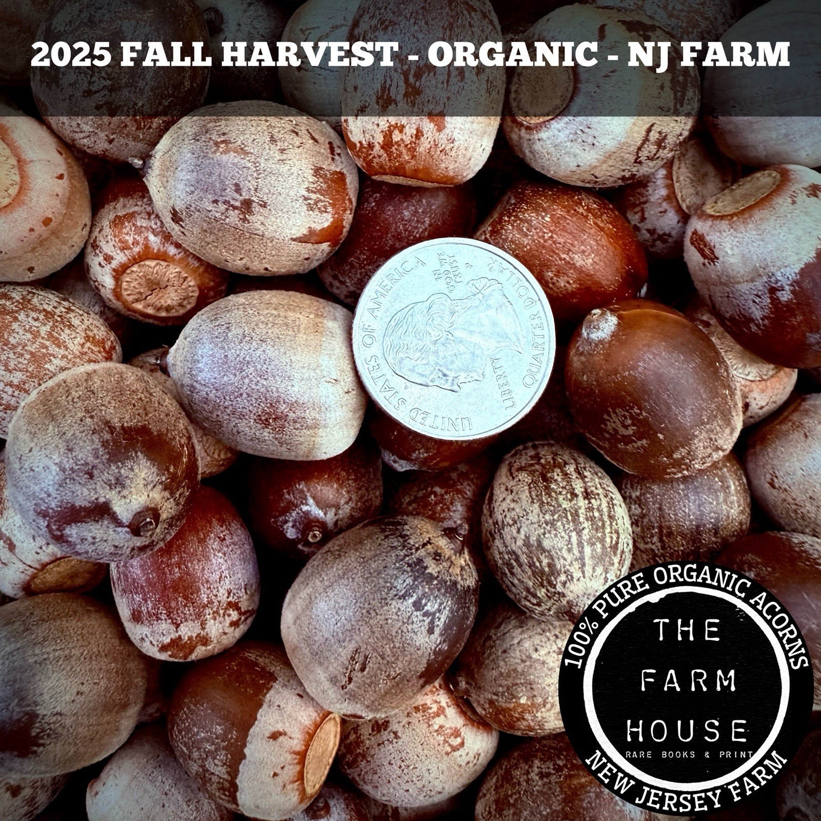 10 POUNDS FRESH 2024 RED OAK ACORNS – DEER & WILDLIFE FEED – PLANTING – NJ FARM!