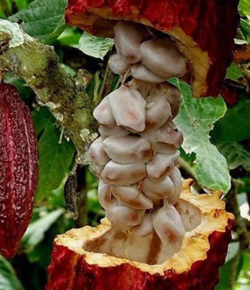 4 Fresh Organic Cacao Pods Natural Cocoa Fruit Premium Tropical Quality