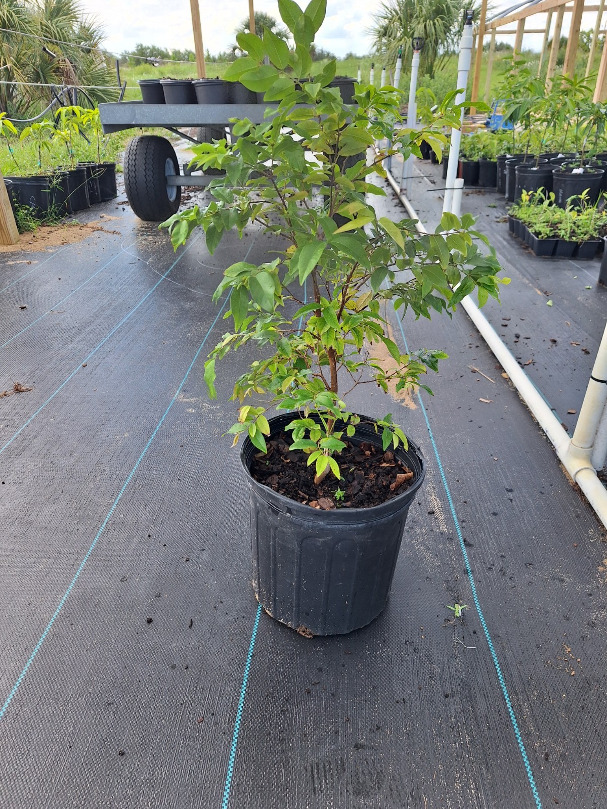 RED Jaboticaba Fruit Tree, Brazilian Grape (Plinia phitrantha) 3GAL