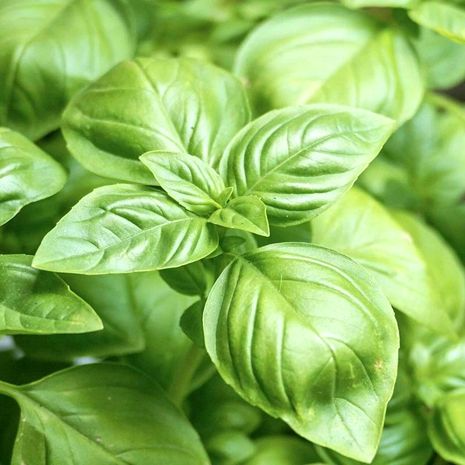 3000+ BASIL SEEDS SPRING LARGE LEAF HERB HEIRLOOM GARDEN MOSQUITO REPELLENT USA