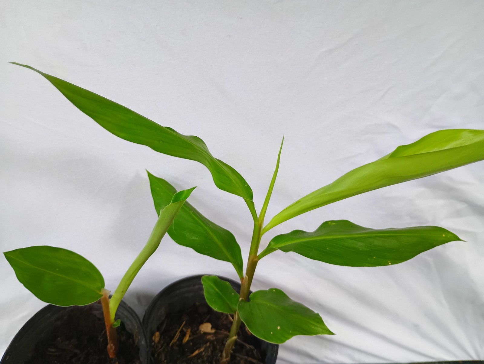 2 Shampoo Ginger Plants (Z. zerumbit) 6-12″ Tall Awapuhi Well Rooted Plants