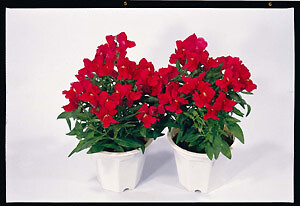 Snapdragon Floral Showers Crimson 1,000 seeds