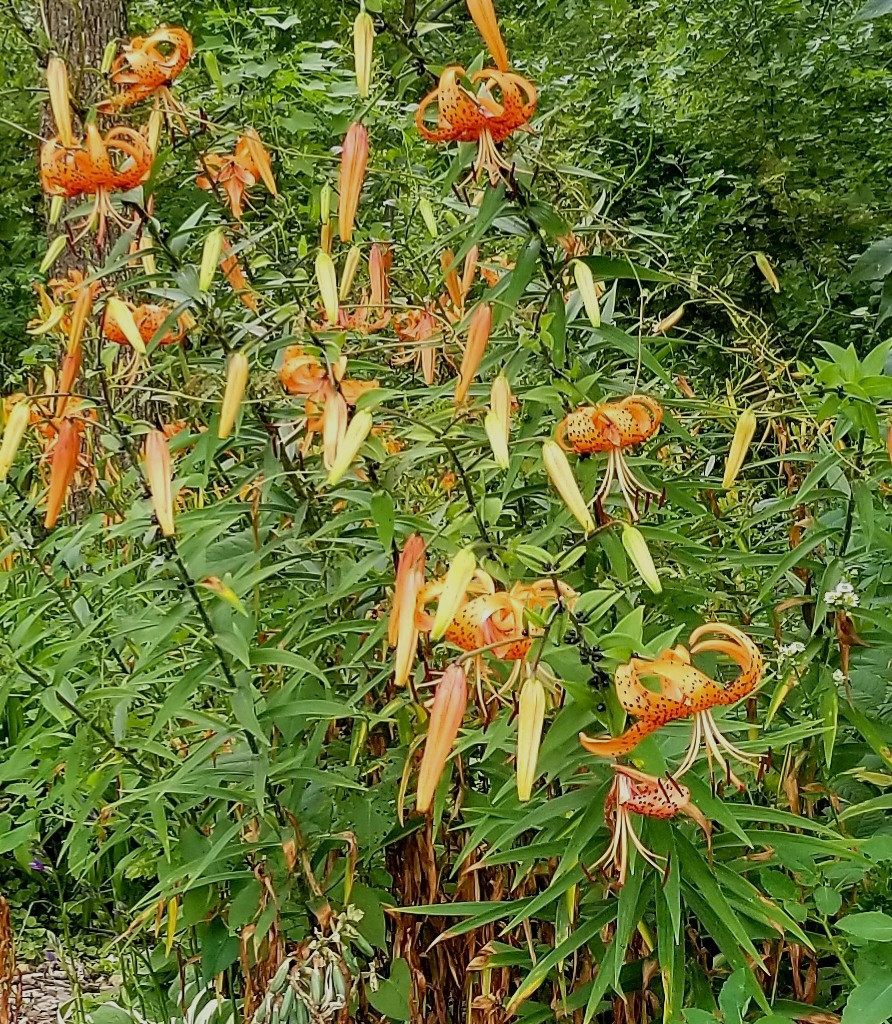 25 Fresh Tiger Lily Lancifolium Bulbils Organic Iowa Grown Lot of 25 Bulbils