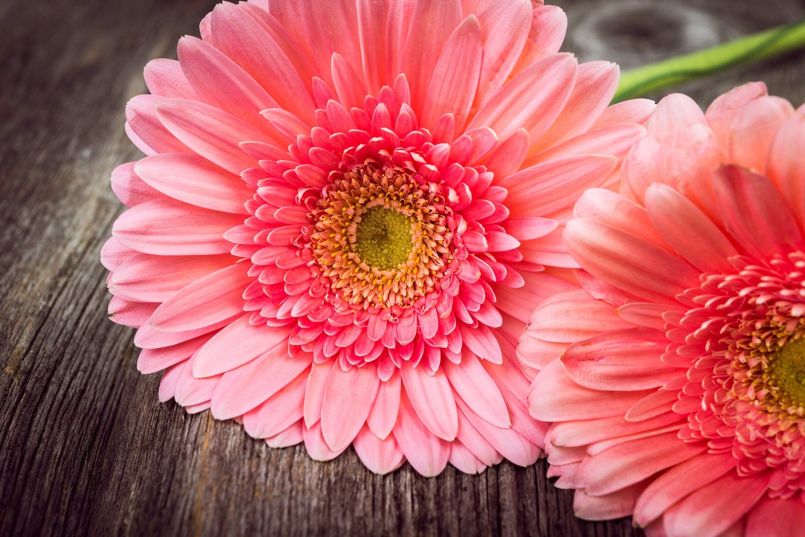20 GERBER DAISY Mixed Colors Gerbera Jamesonii Barberton African Flower Seeds