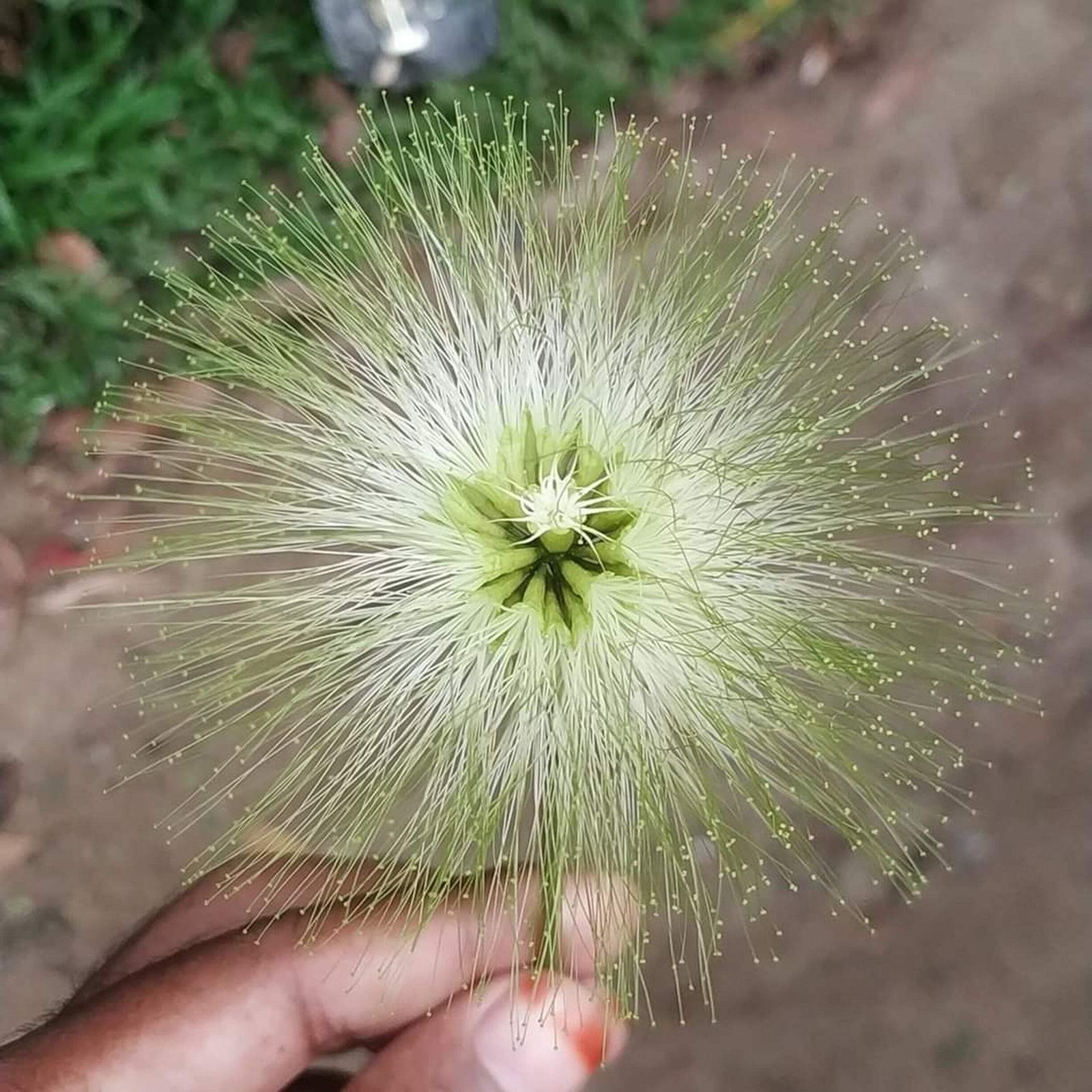 20 WOMAN’S TONGUE TREE White Mimosa Nectar Flower Albizia Lebbeck Legume Seeds