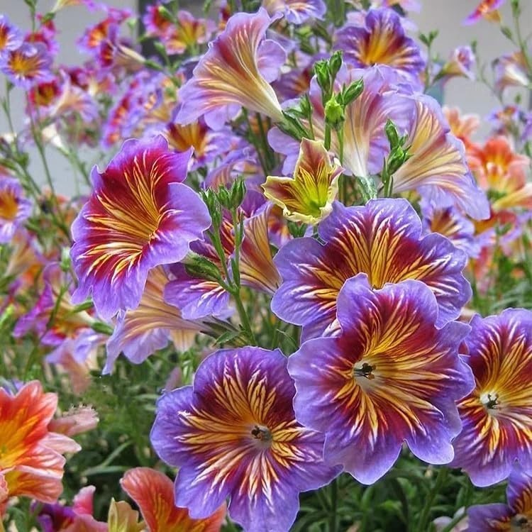 100 Heirloom Chilean Morning Glory Seeds – Stunning Annual & Perennial Flowers