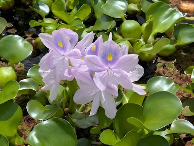 10 Water Hyacinth Pond Plant Floating Live READ DESCRIPTION
