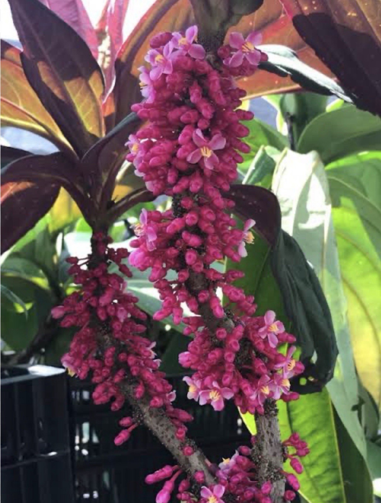 Gregori Hambali Medinilla Plant-SMALL Well Rooted STARTER Plant-Very Rare & HTF