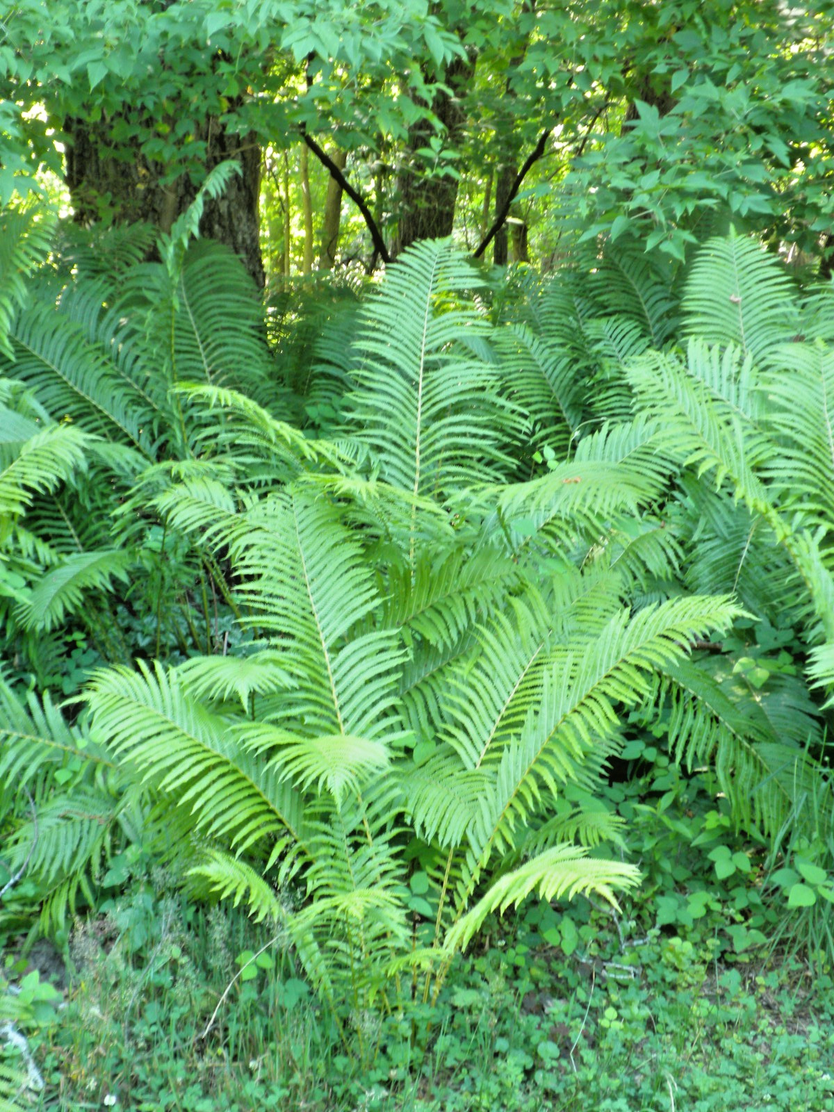 Ostrich (Cinnamon) Fern Crown Home Grown Woodland Bare Root Fern