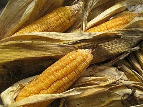 Corn Seeds, Ashworth Sweet Corn Seeds, “COOL BEANS N SPROUTS” Brand. Home Garde