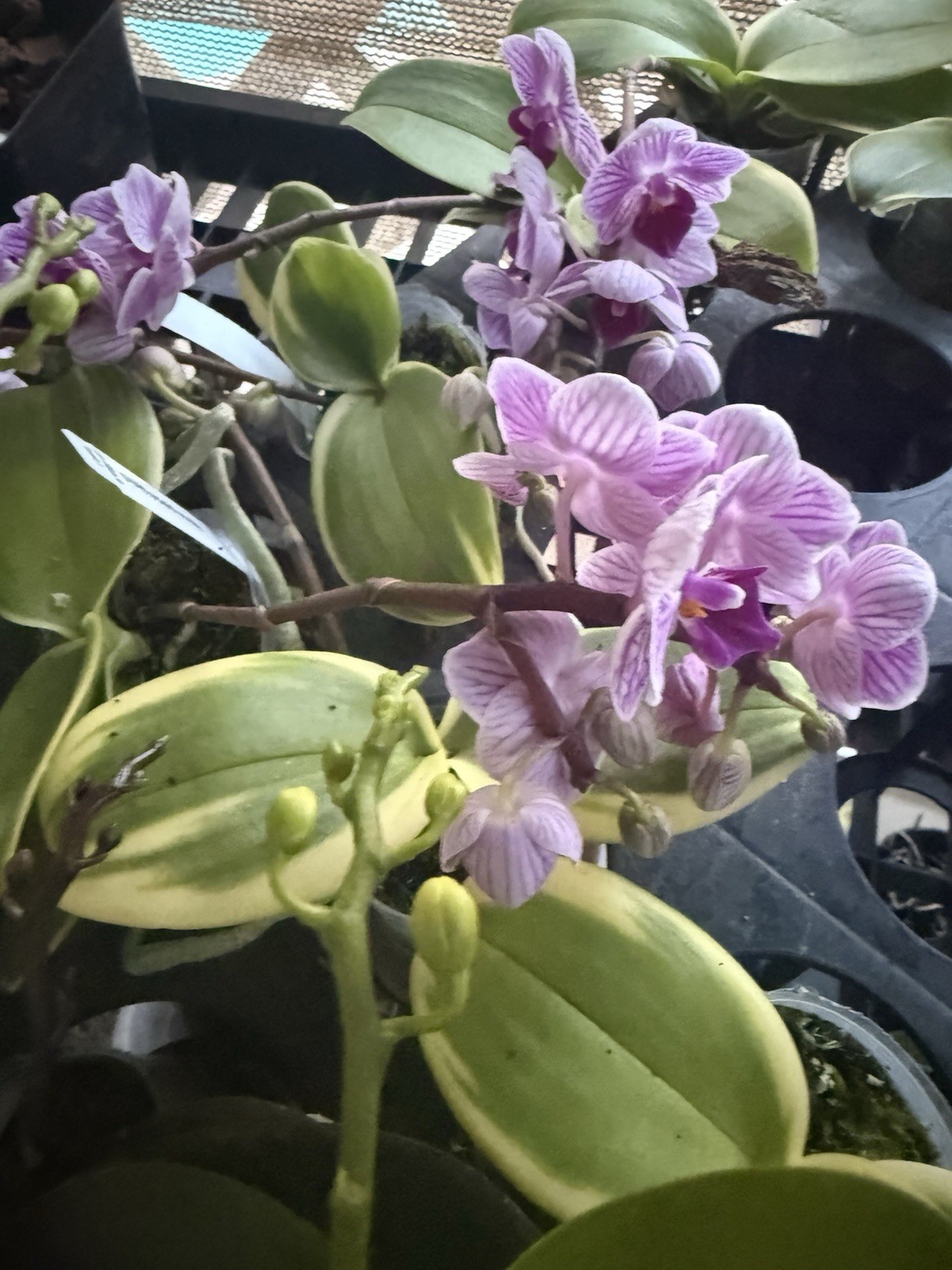 Orchid Plant Box full 10 plants Rescue bulb stem bare root cuttings