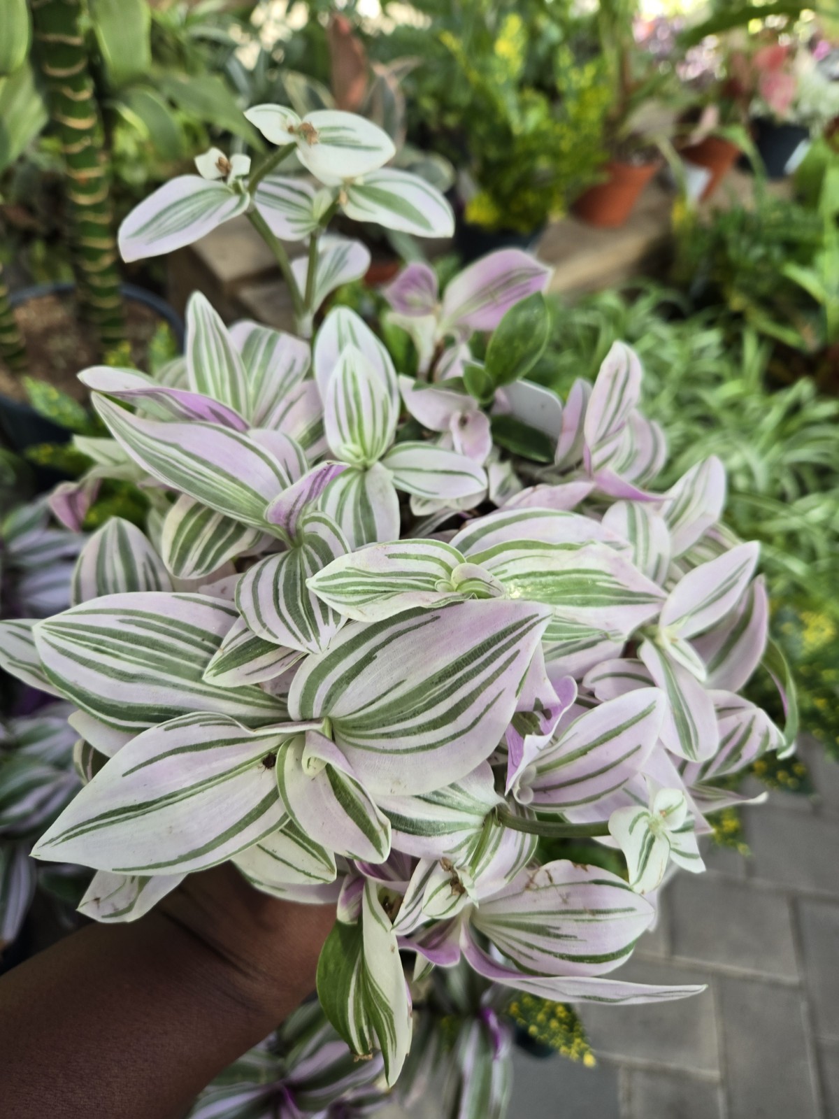 tradescantia Lilac Peairie plant