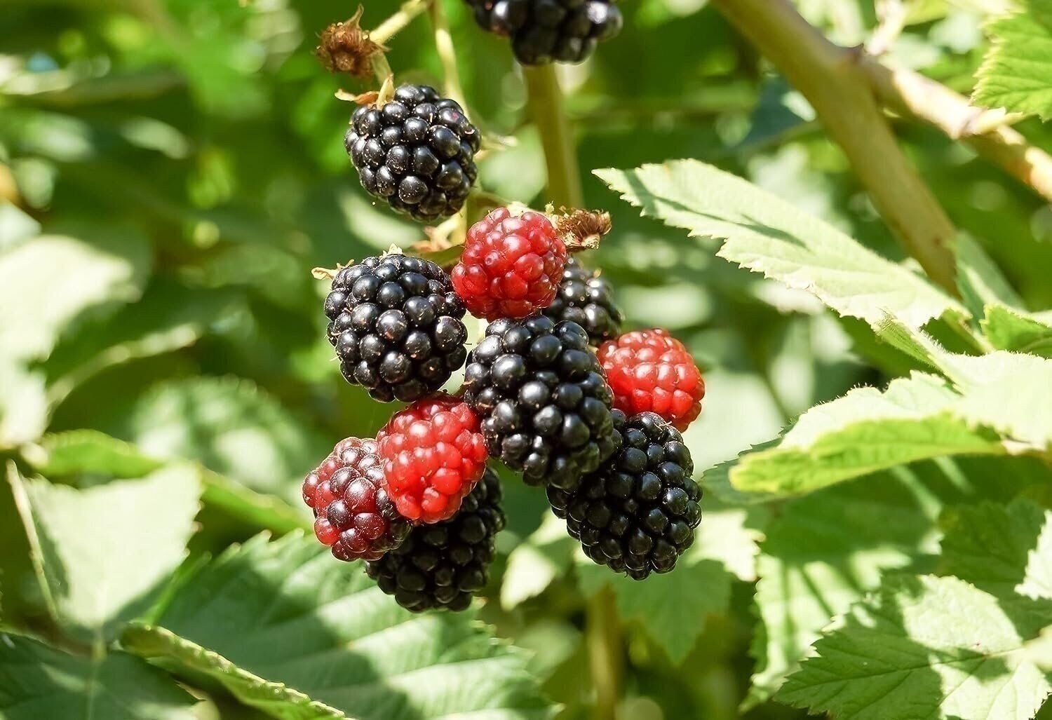 Apache BlackBerry Plant – Live Starter Plants – Rubus – Fruit Trees for The…